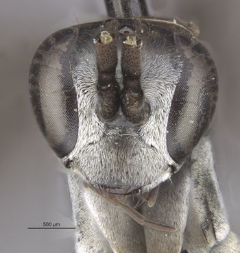 Media type: image;   Entomology 27224 Aspect: head frontal view